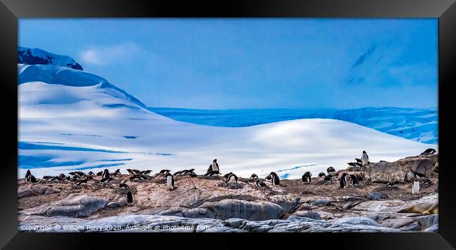 Gentoo Penguins Rookery Snow Mountains Damoy Point Antarctica Framed Print by William Perry