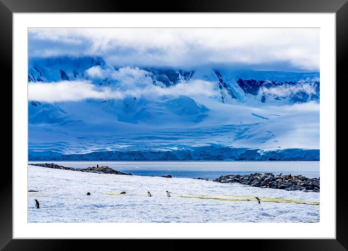 Gentoo Penguins Snow Highway Rookery Damoy Point Antarctica Framed Mounted Print by William Perry