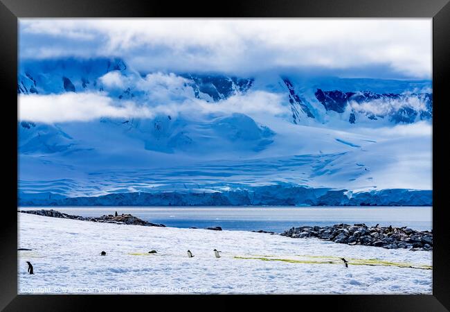 Gentoo Penguins Snow Highway Rookery Damoy Point Antarctica Framed Print by William Perry