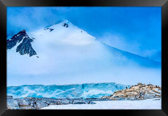 Snow Mountain Blue Glacier Gentoo Penguins Rookery Damoy Point A Framed Print by William Perry