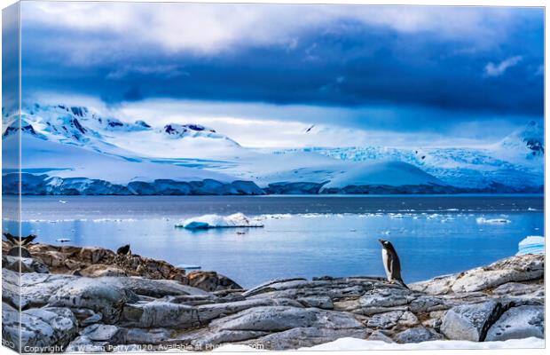 Snow Mountains Bay Gentoo Penguins Rookery Damoy Point Antarctic Canvas Print by William Perry