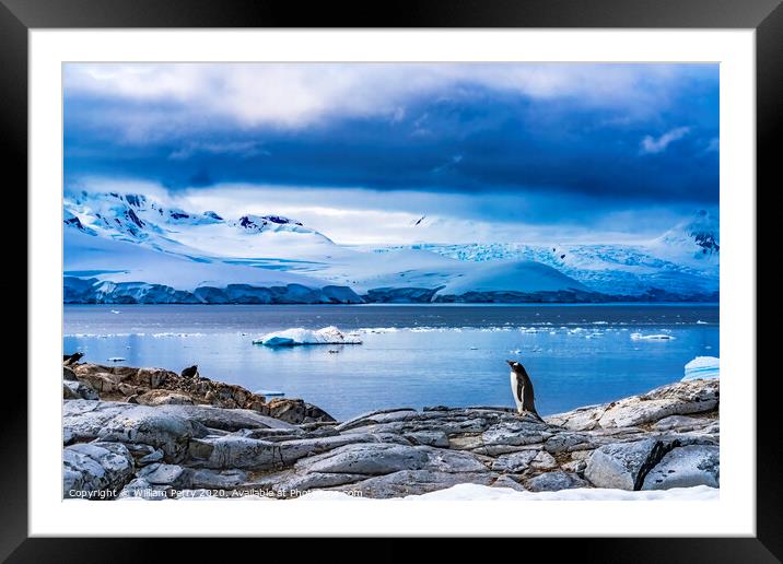Snow Mountains Bay Gentoo Penguins Rookery Damoy Point Antarctic Framed Mounted Print by William Perry