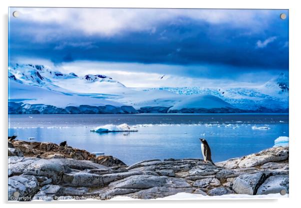Snow Mountains Bay Gentoo Penguins Rookery Damoy Point Antarctic Acrylic by William Perry