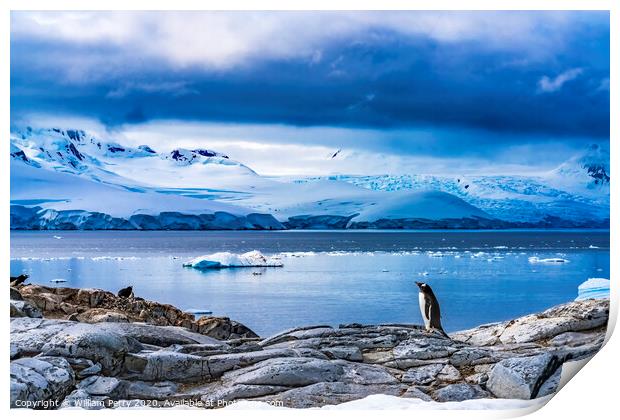 Snow Mountains Bay Gentoo Penguins Rookery Damoy Point Antarctic Print by William Perry