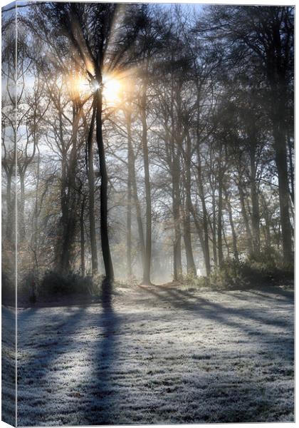 Frosty Morning Woodlands  Canvas Print by Ceri Jones