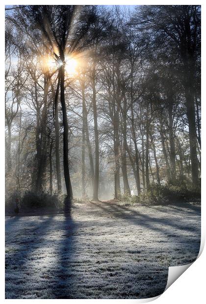 Frosty Morning Woodlands  Print by Ceri Jones