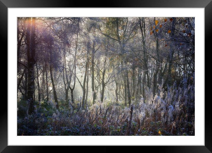 Winter light Framed Mounted Print by Ceri Jones