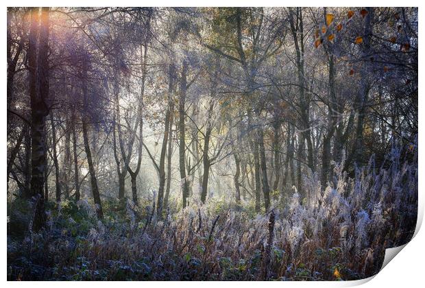 Winter light Print by Ceri Jones