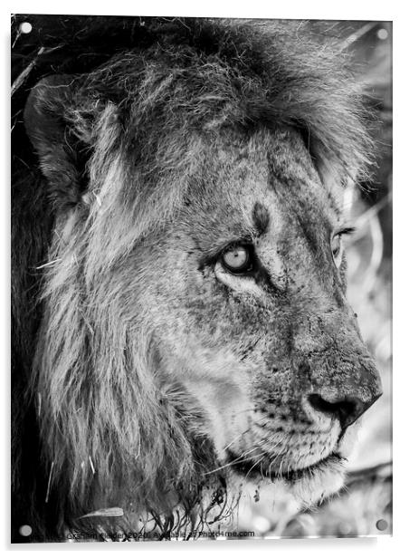 Portrait of a Lion Acrylic by Graham Fielder
