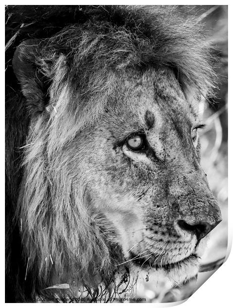 Portrait of a Lion Print by Graham Fielder