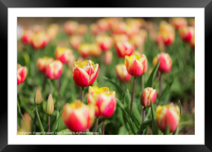 Tulips Framed Mounted Print by Heidi Stewart