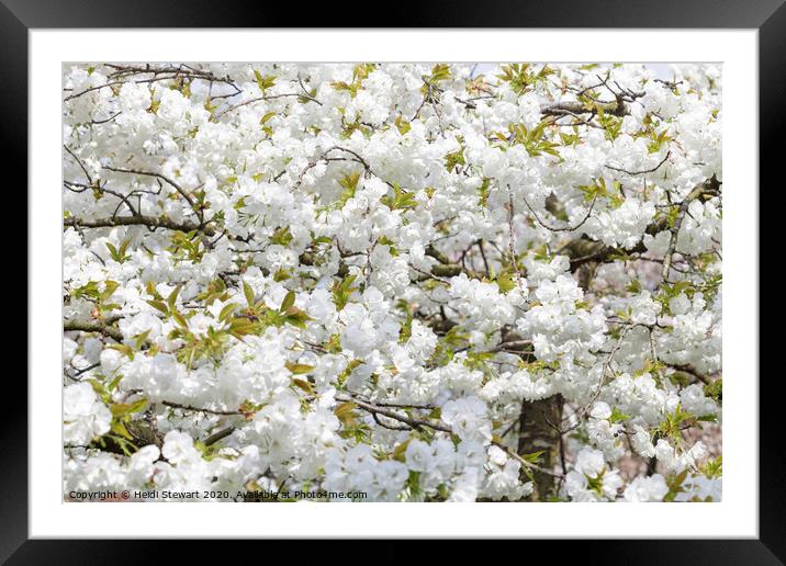 Cherry Blossom in Full Bloom Framed Mounted Print by Heidi Stewart