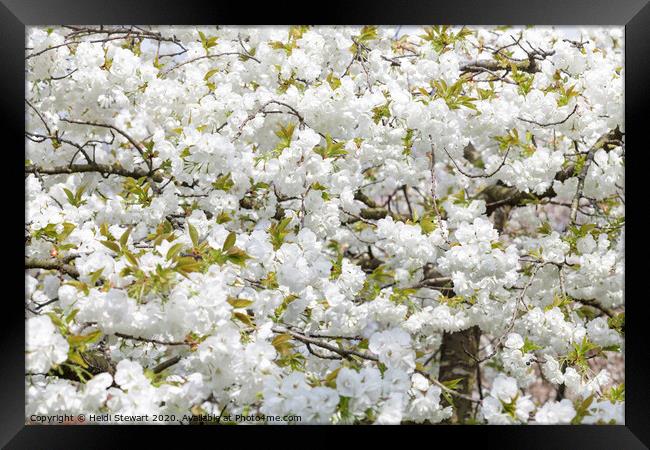 Cherry Blossom in Full Bloom Framed Print by Heidi Stewart