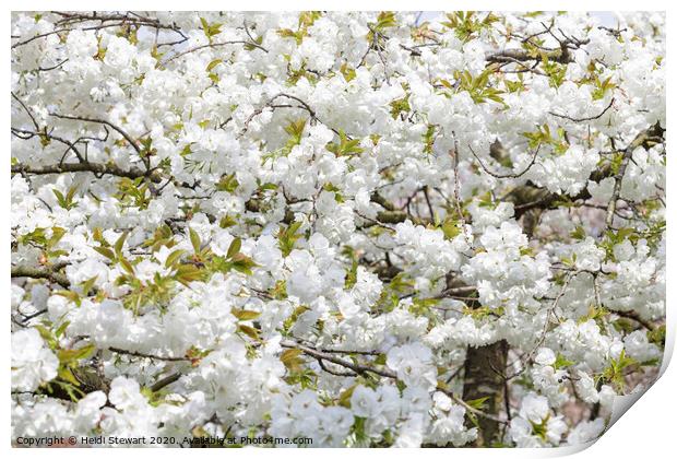 Cherry Blossom in Full Bloom Print by Heidi Stewart