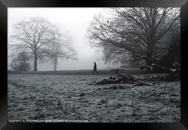 A large tree in a field with man in the background walking through the fog Framed Print by Sara Melhuish