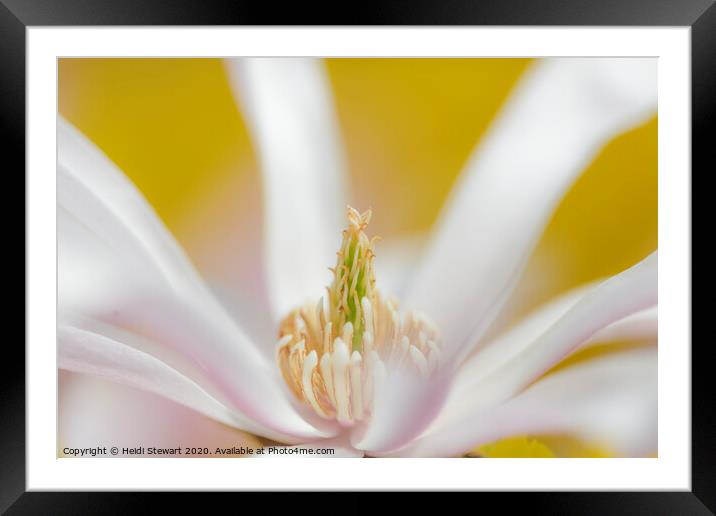 Yellow and White Framed Mounted Print by Heidi Stewart