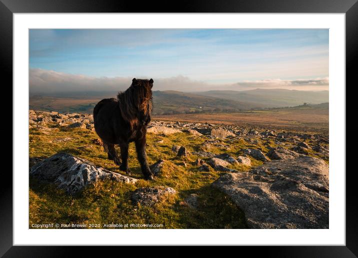 Dartmoor Pony on a winters day Framed Mounted Print by Paul Brewer