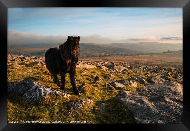 Dartmoor Pony on a winters day Framed Print by Paul Brewer