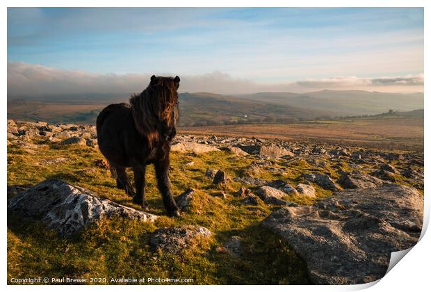 Dartmoor Pony on a winters day Print by Paul Brewer