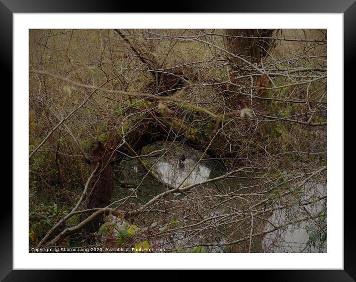 The Eye of Brotherton Park Framed Mounted Print by Photography by Sharon Long 