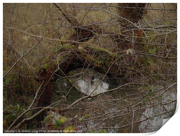 The Eye of Brotherton Park Print by Photography by Sharon Long 