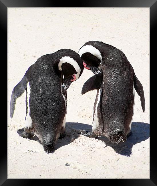 Penguins from Boulders Beach Framed Print by Lynn Bolt