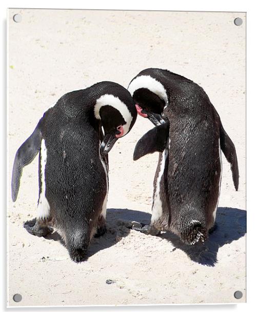Penguins from Boulders Beach Acrylic by Lynn Bolt