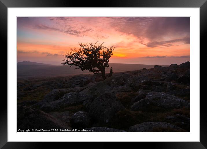 Dartmoor Tree Framed Mounted Print by Paul Brewer
