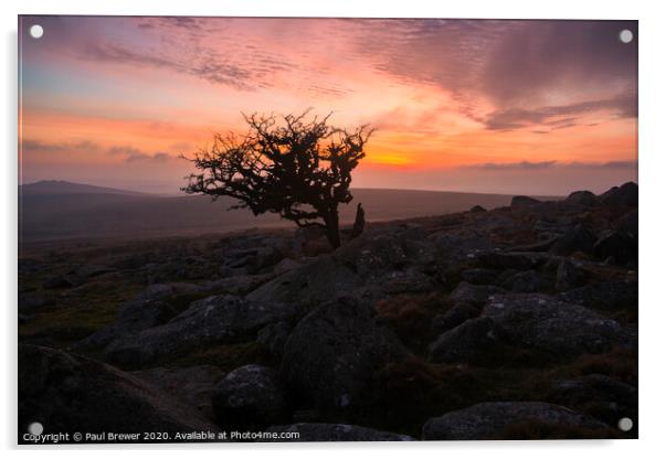 Dartmoor Tree Acrylic by Paul Brewer