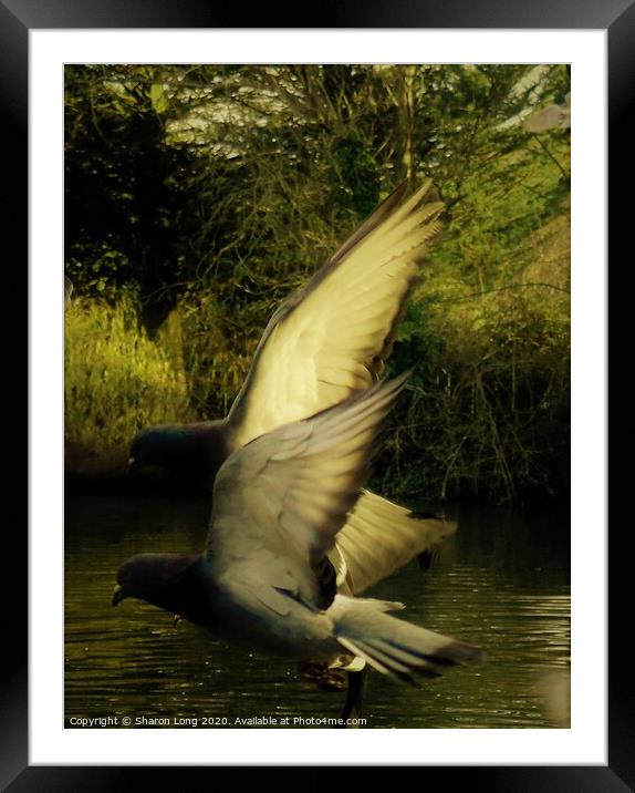 The Angels of Birkenhead Park Framed Mounted Print by Photography by Sharon Long 