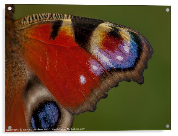 Close up of a Peacock Butterfly wing  Acrylic by Richard Ashbee