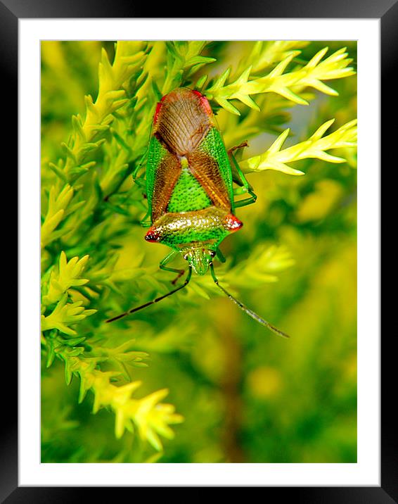 Hawthorn Shield Bug Framed Mounted Print by Louise Godwin