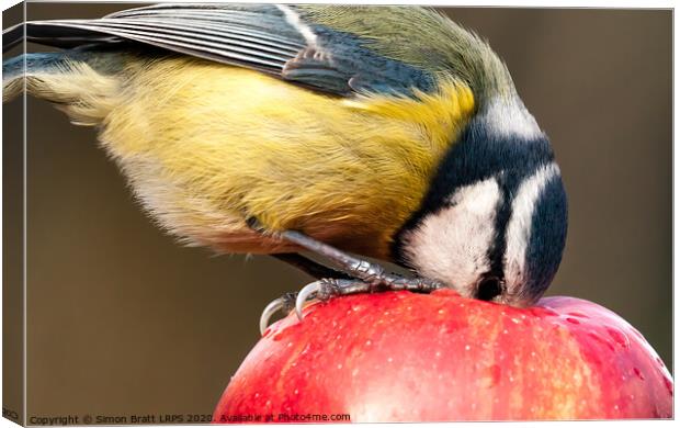 Detailed close up blue tit with beak inside a red apple Canvas Print by Simon Bratt LRPS