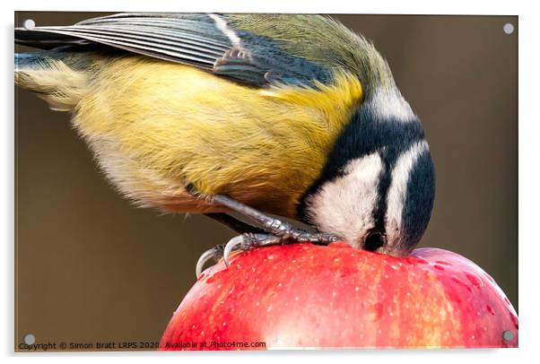 Detailed close up blue tit with beak inside a red apple Acrylic by Simon Bratt LRPS