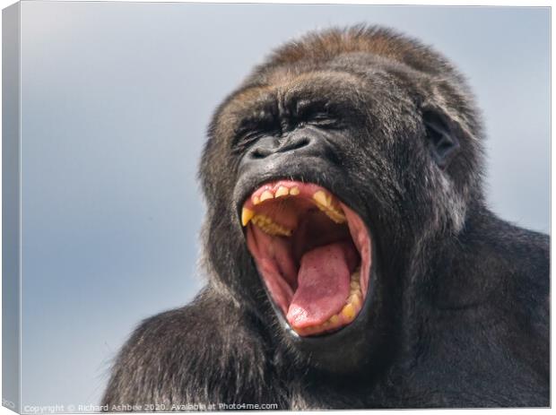 A close up of a Gorilla roaring  Canvas Print by Richard Ashbee