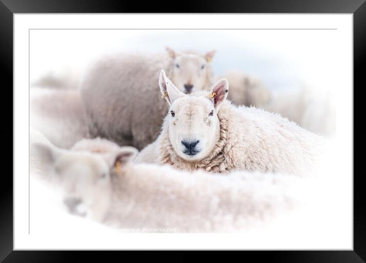 Sheep in the snow Framed Mounted Print by Richard Ashbee