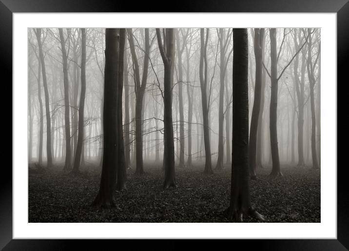 Misty Woodland Framed Mounted Print by Simon Johnson