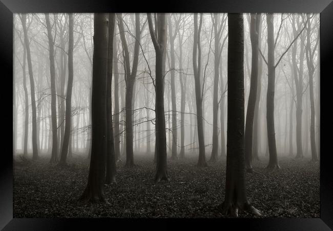 Misty Woodland Framed Print by Simon Johnson