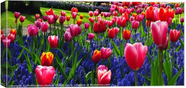 A group of attractive pink and purple flowers in the Keukenhof ornamental garden Canvas Print by PhotOvation-Akshay Thaker