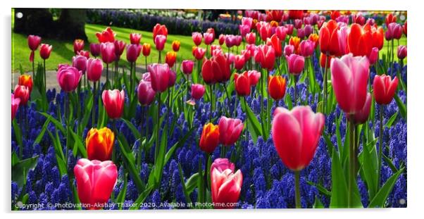 A group of attractive pink and purple flowers in the Keukenhof ornamental garden Acrylic by PhotOvation-Akshay Thaker