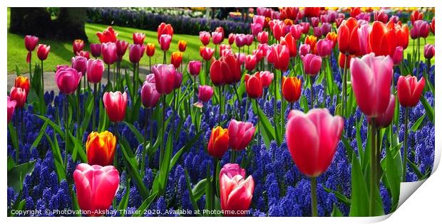 A group of attractive pink and purple flowers in the Keukenhof ornamental garden Print by PhotOvation-Akshay Thaker