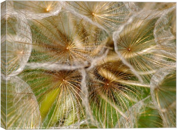 Close up of a dandelion clock head Canvas Print by Richard Ashbee