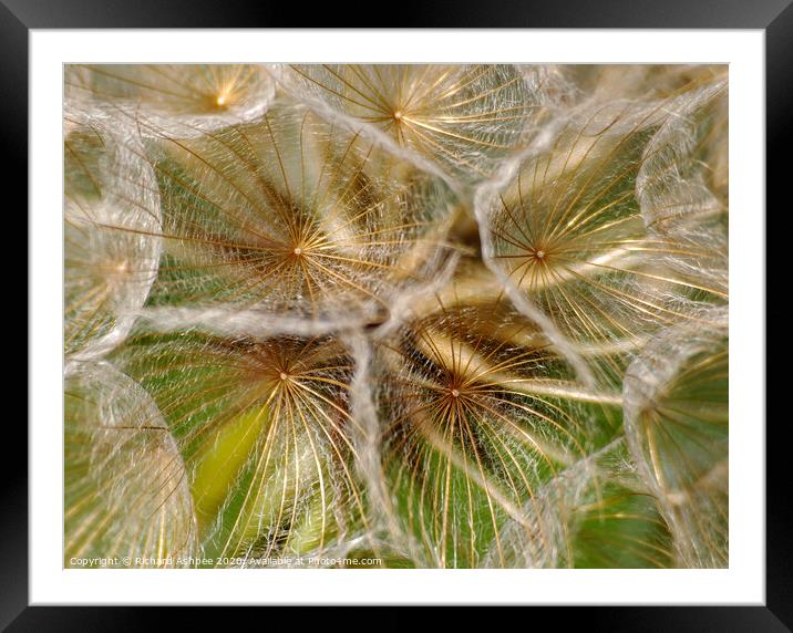 Close up of a dandelion clock head Framed Mounted Print by Richard Ashbee