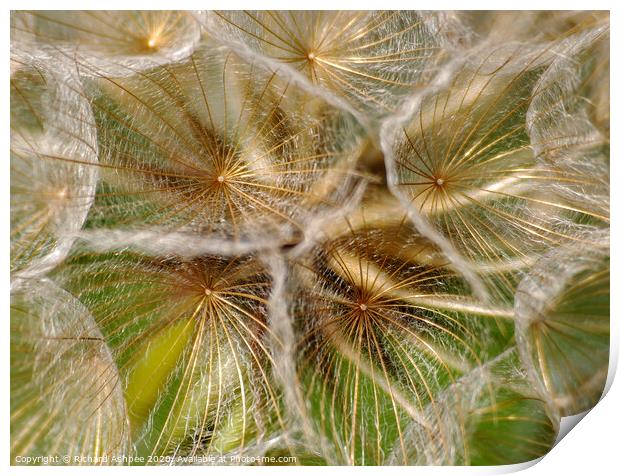 Close up of a dandelion clock head Print by Richard Ashbee