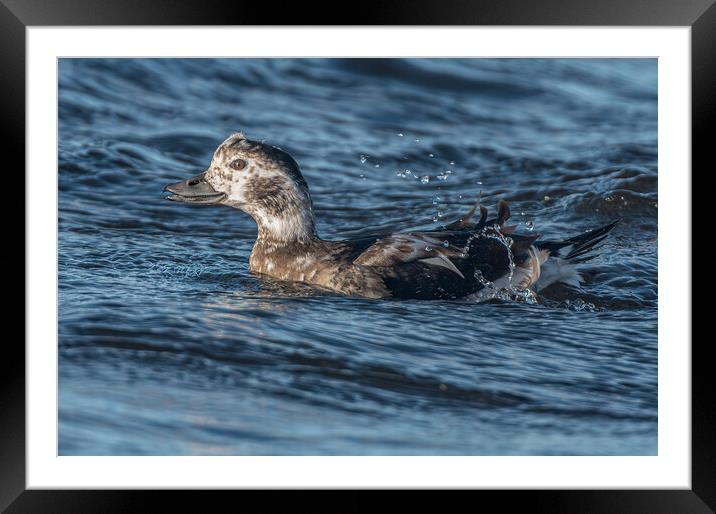 Close up of a female Long Tailed Duck Framed Mounted Print by Richard Ashbee