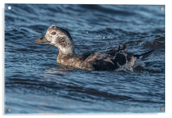 Close up of a female Long Tailed Duck Acrylic by Richard Ashbee