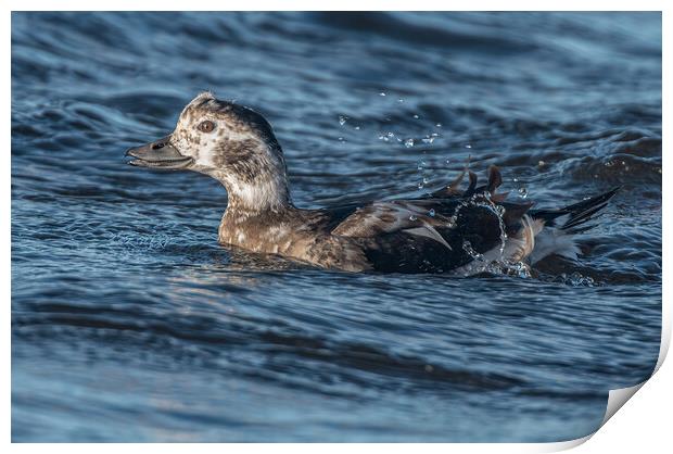 Close up of a female Long Tailed Duck Print by Richard Ashbee