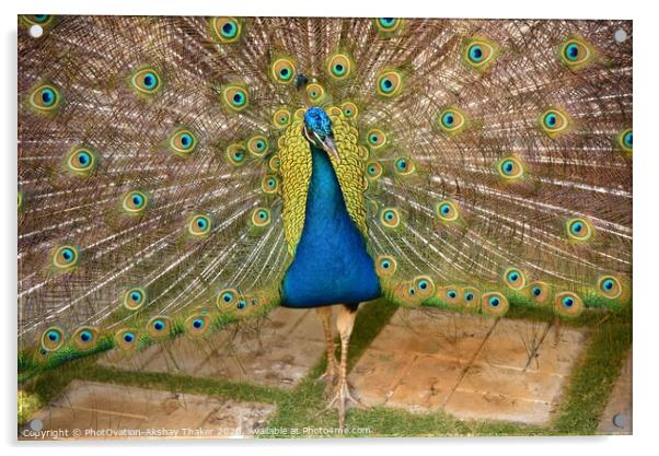 Beautiful Peacock with it feathers all spread out  Acrylic by PhotOvation-Akshay Thaker