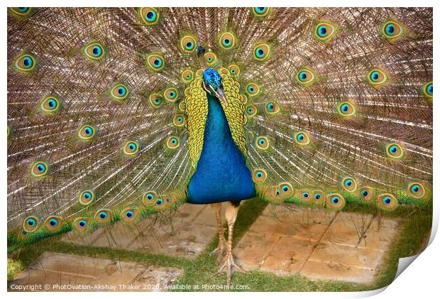 Beautiful Peacock with it feathers all spread out  Print by PhotOvation-Akshay Thaker