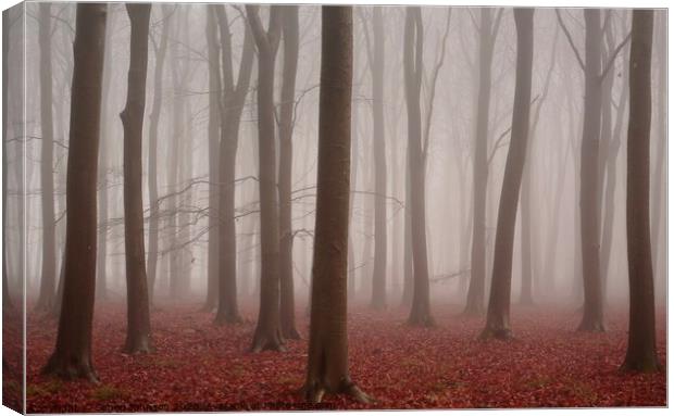 Misty woodland Canvas Print by Simon Johnson